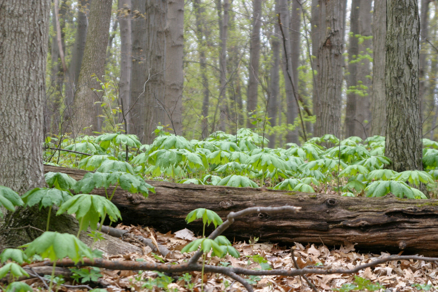 mayapples in the woods