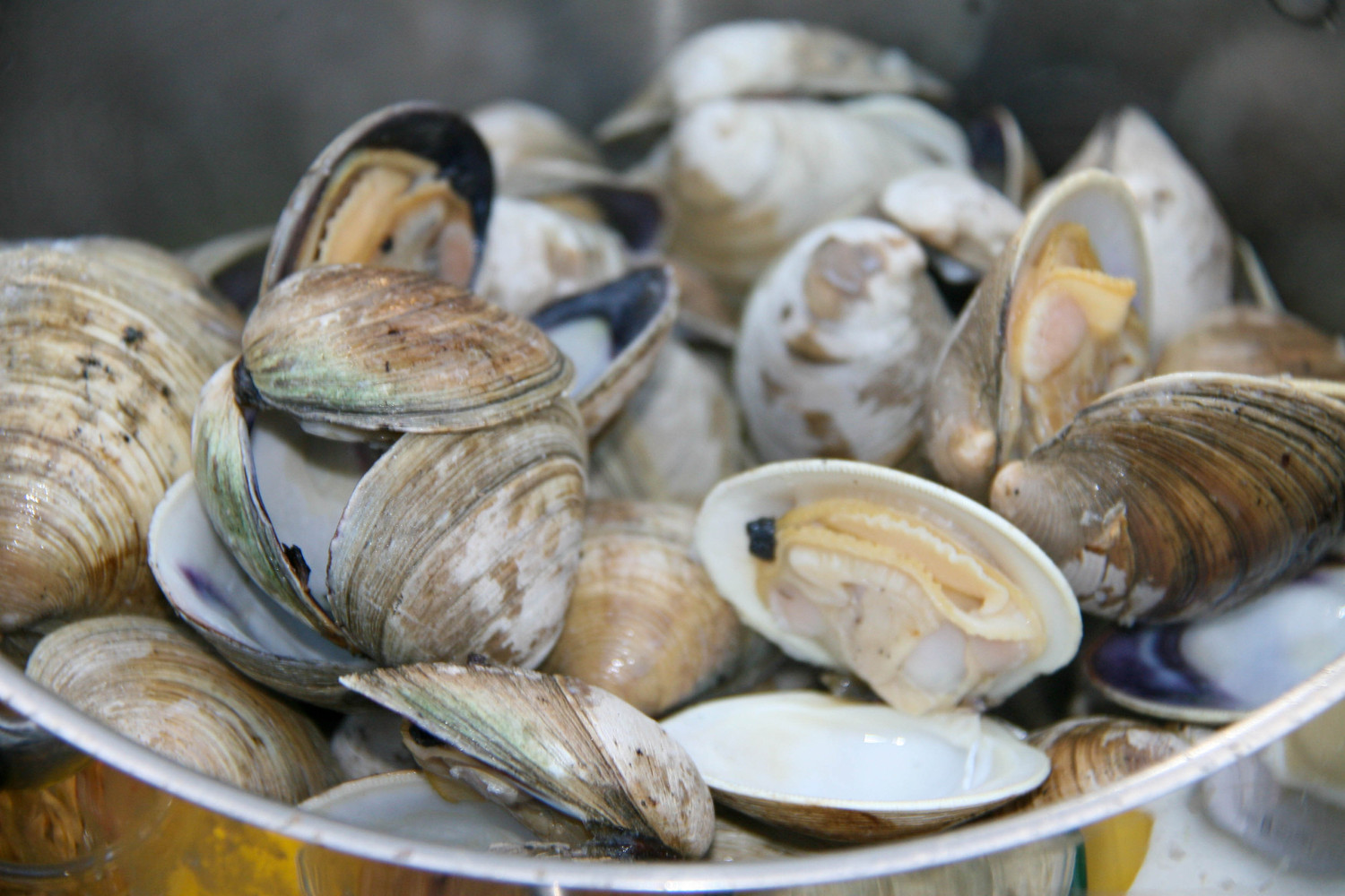 oysters