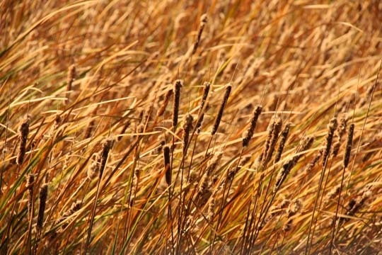 wheatfields