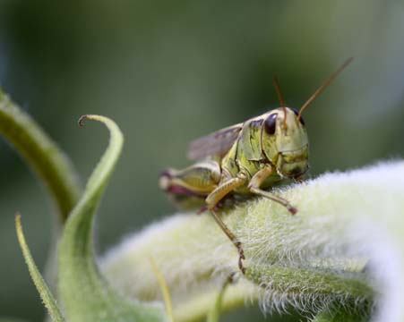 3_in_Grasshopper_0039