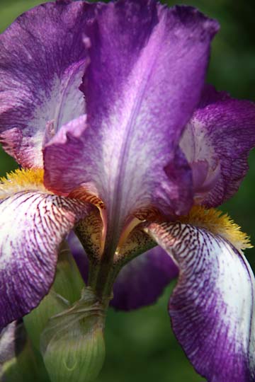 bpu_Iris_0030