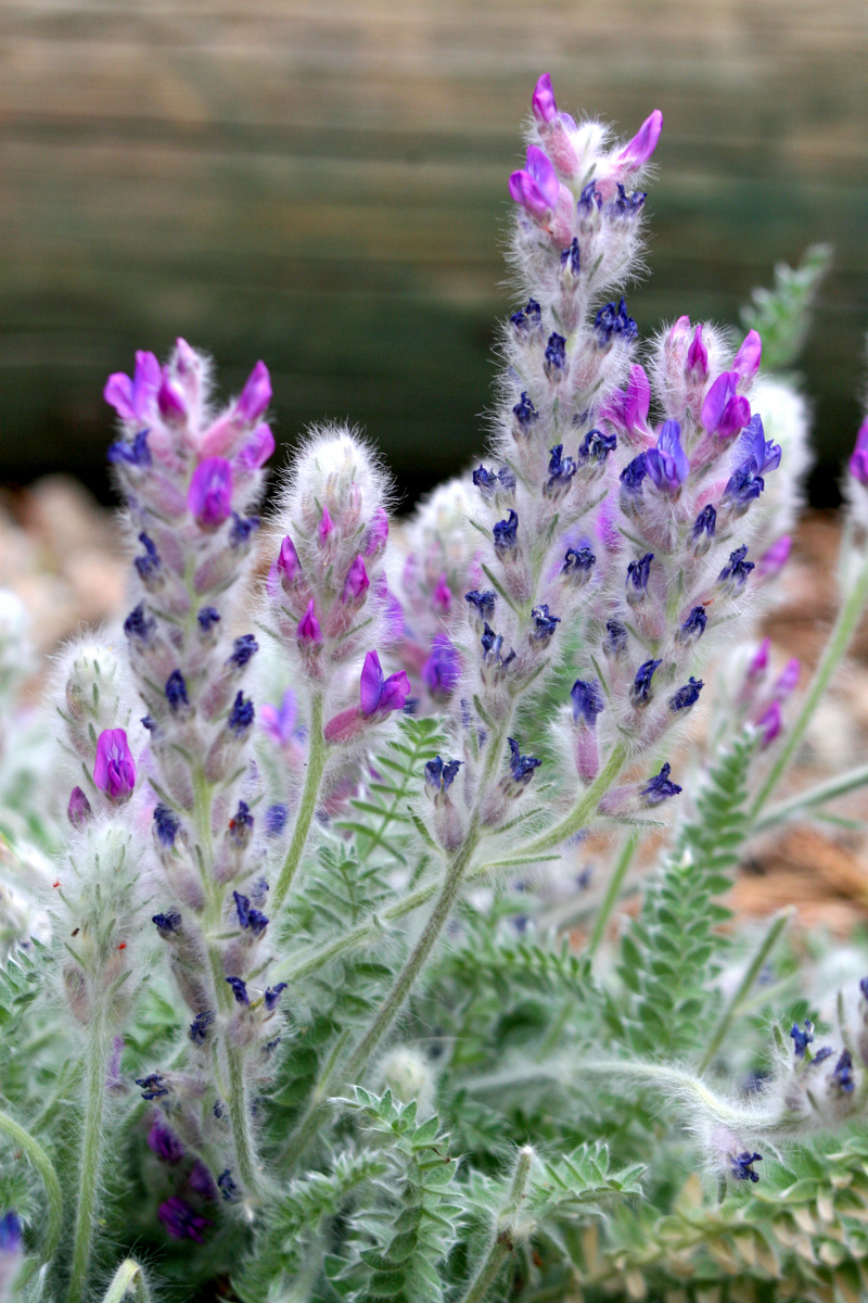 purple tiny plants