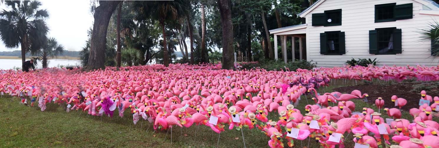 flamingos P_