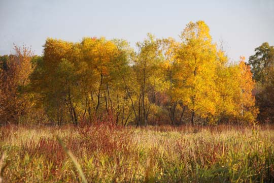 mi_Stand of Cottonwood_0795