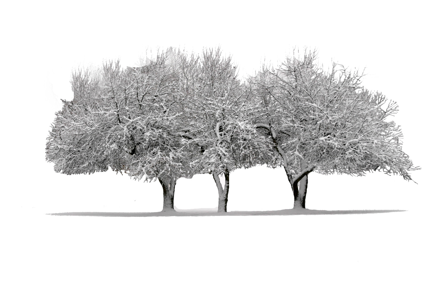 3 trees in winter