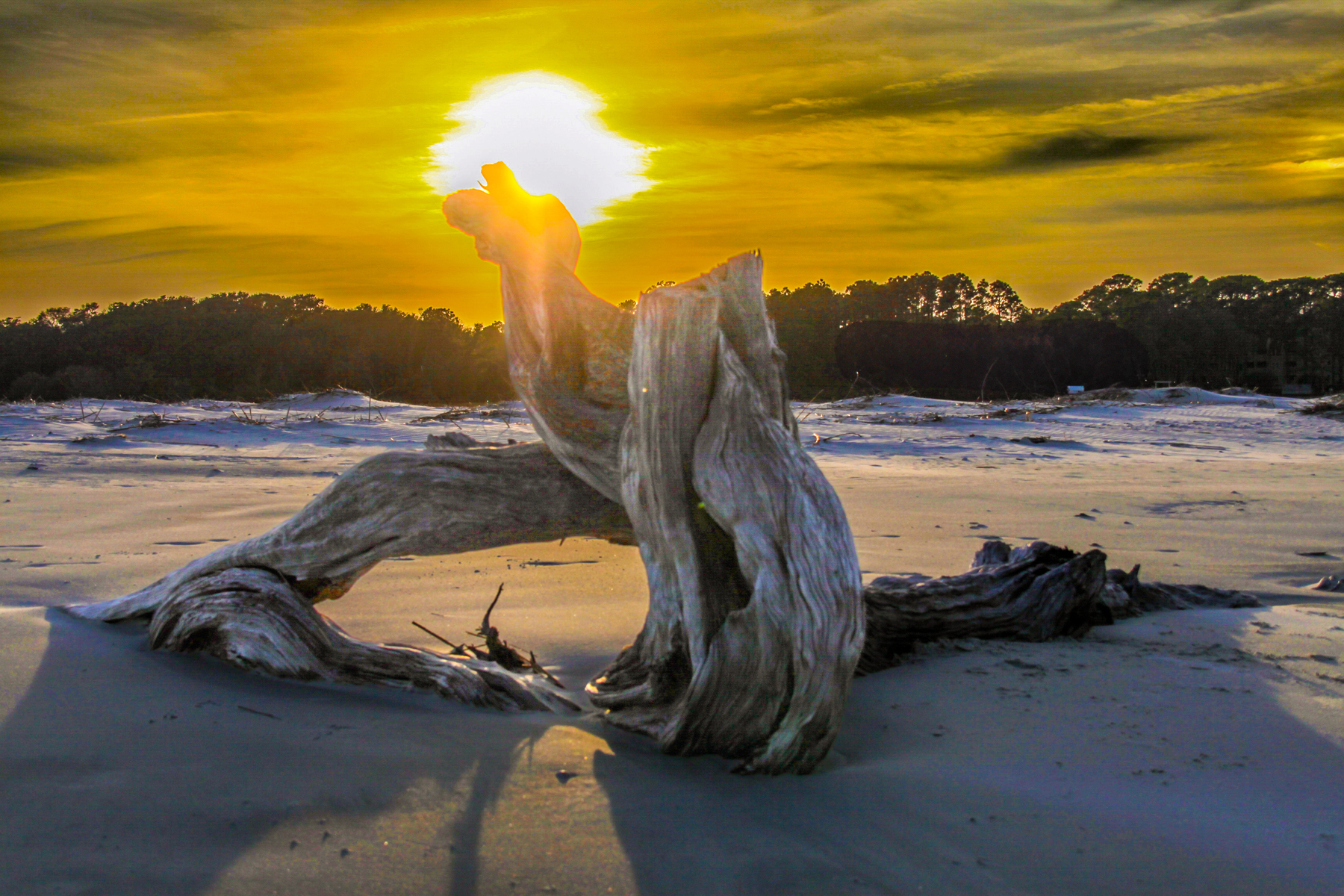 driftwood