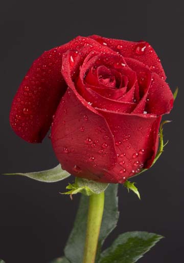 rd_grammas_rose