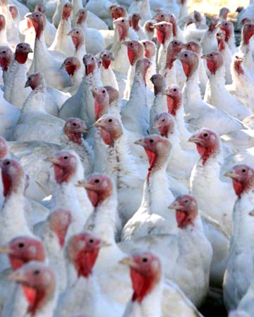 3_bi_turkeys..
