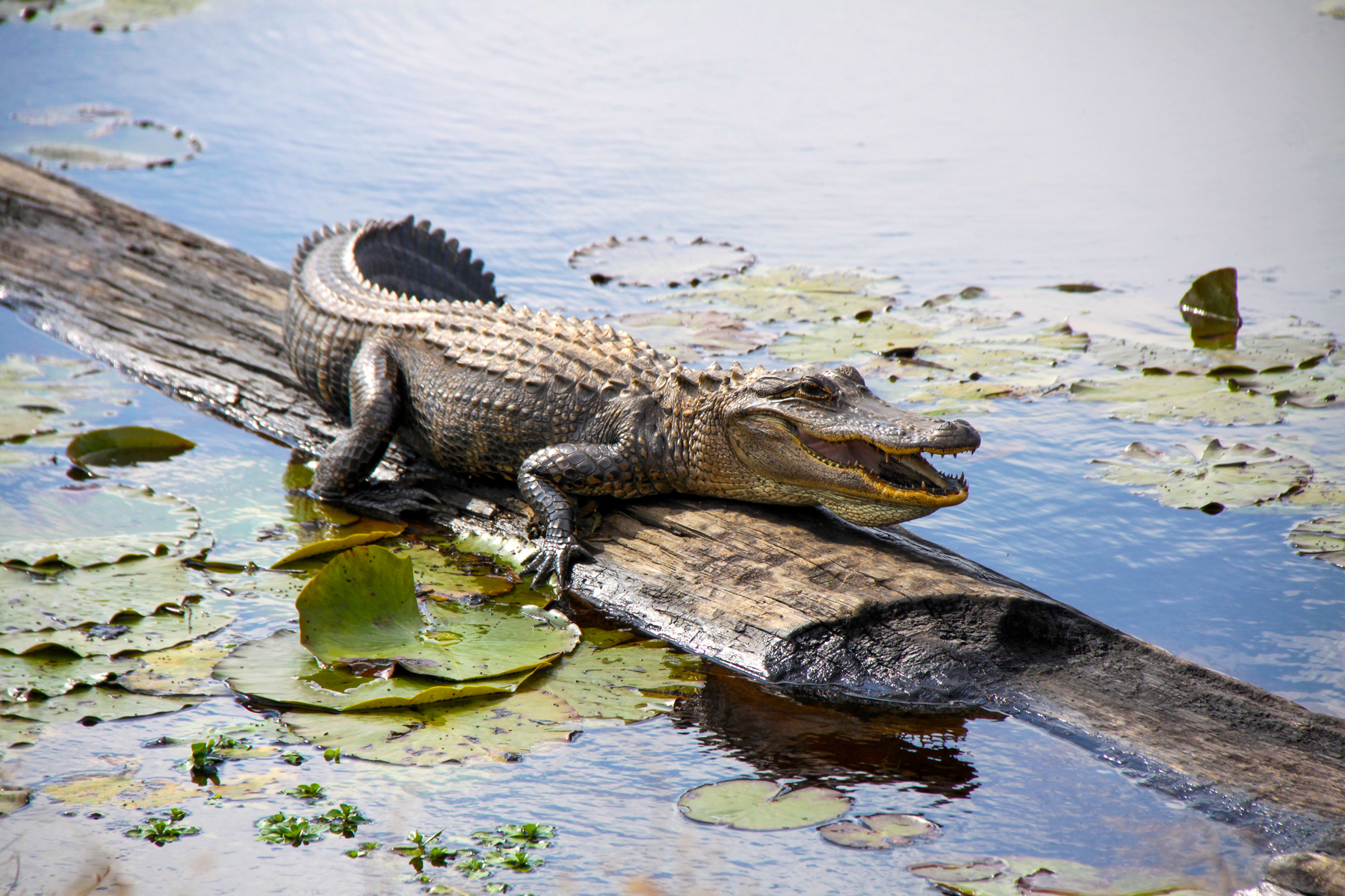savannah willife refuge