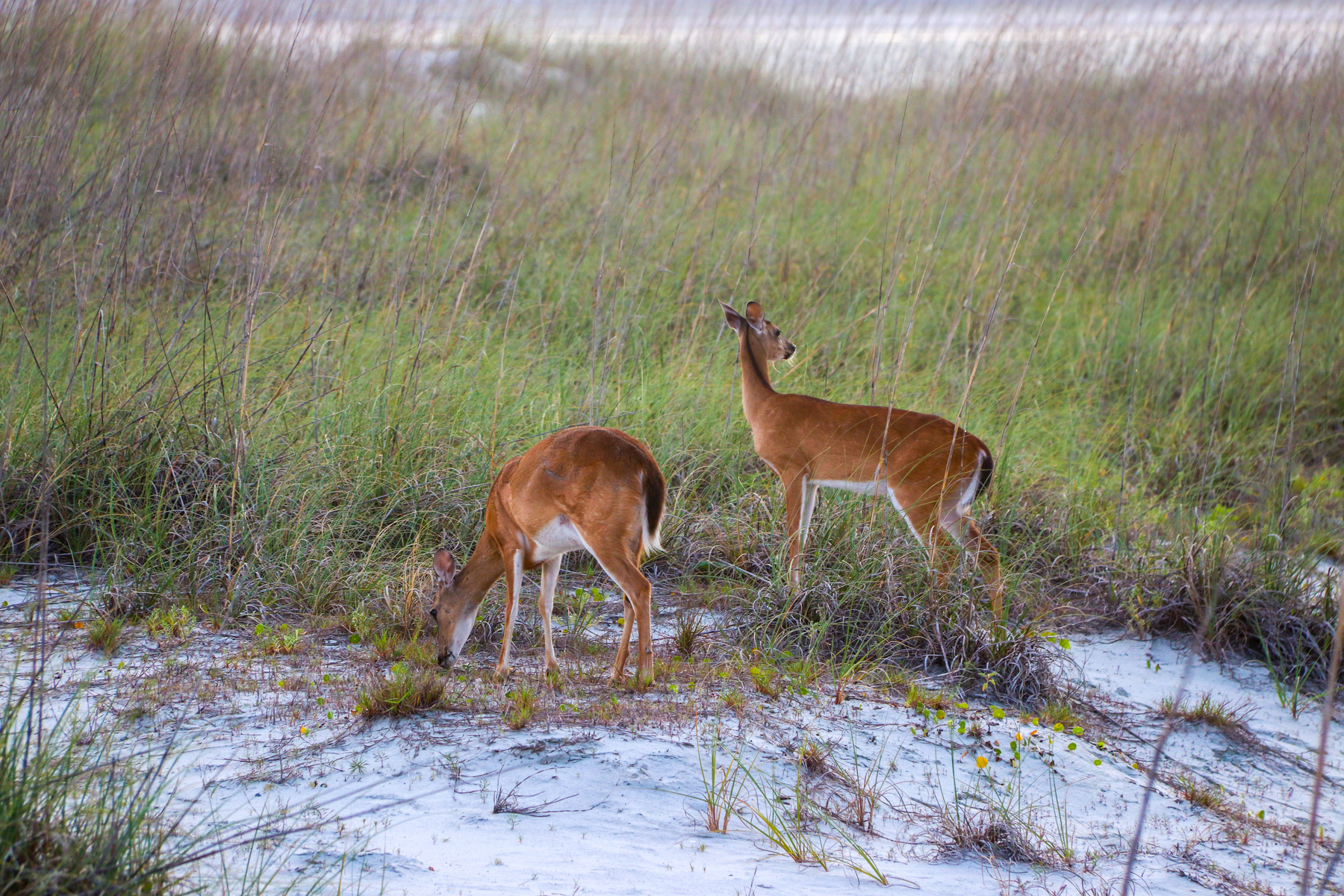 2 deer in the dunes