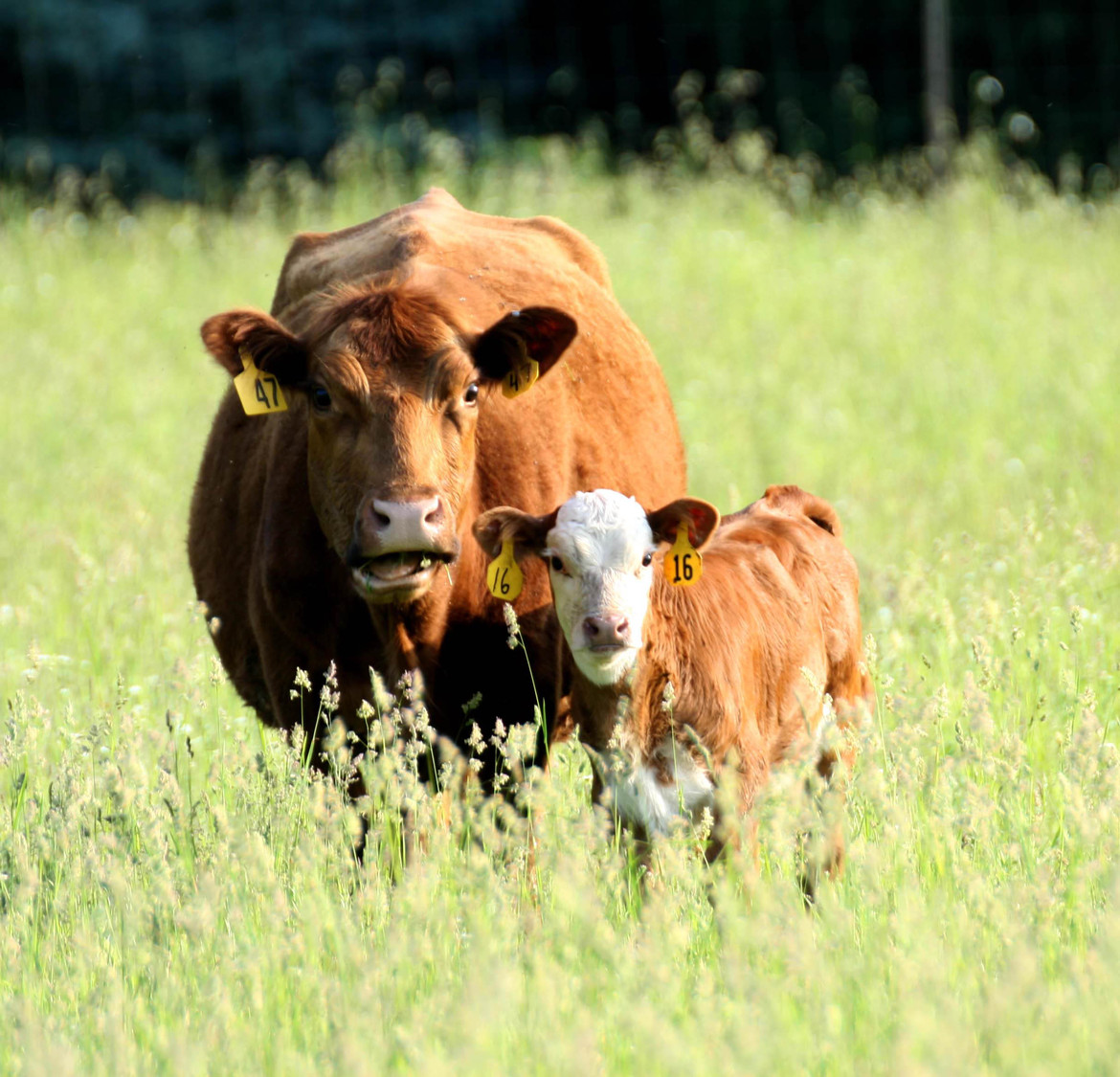 mom and baby