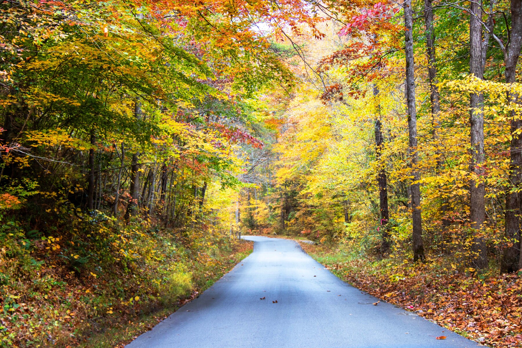 the painting of fall