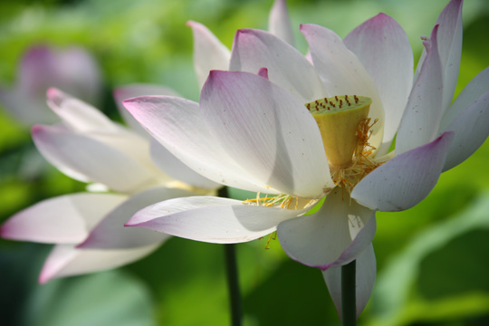 pin_ lotus lily_089