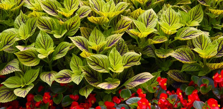 gr_coleus P_ 062