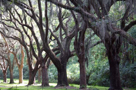 landscape gallery_south_GA