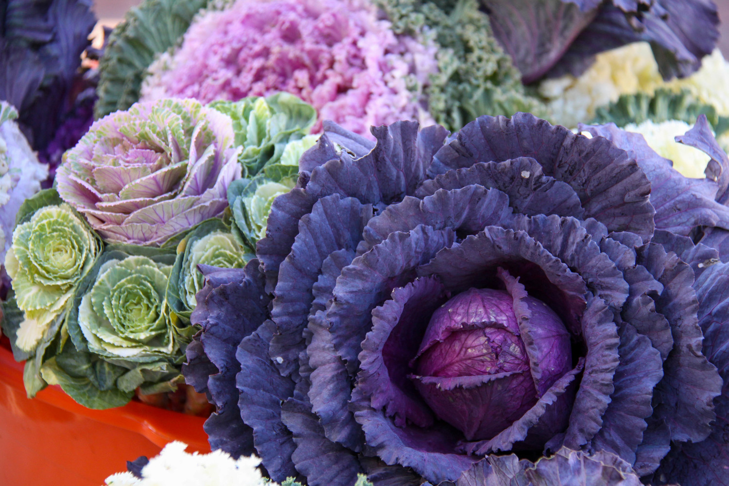 purple cabbage