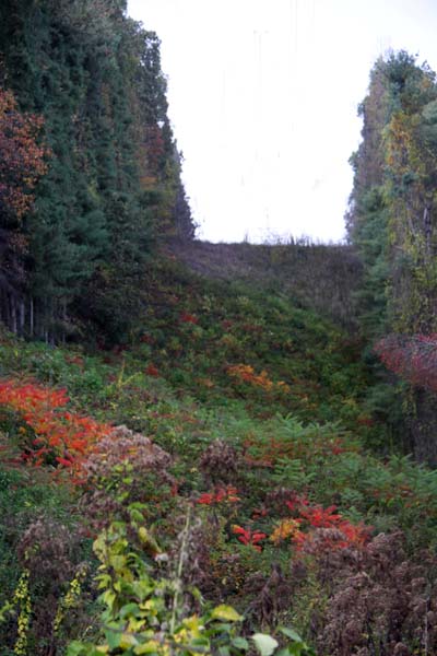 wv_hillside_ 162.