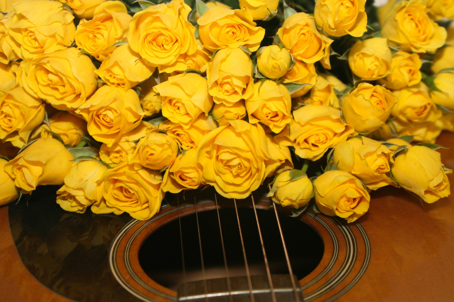 the guitar and the rose