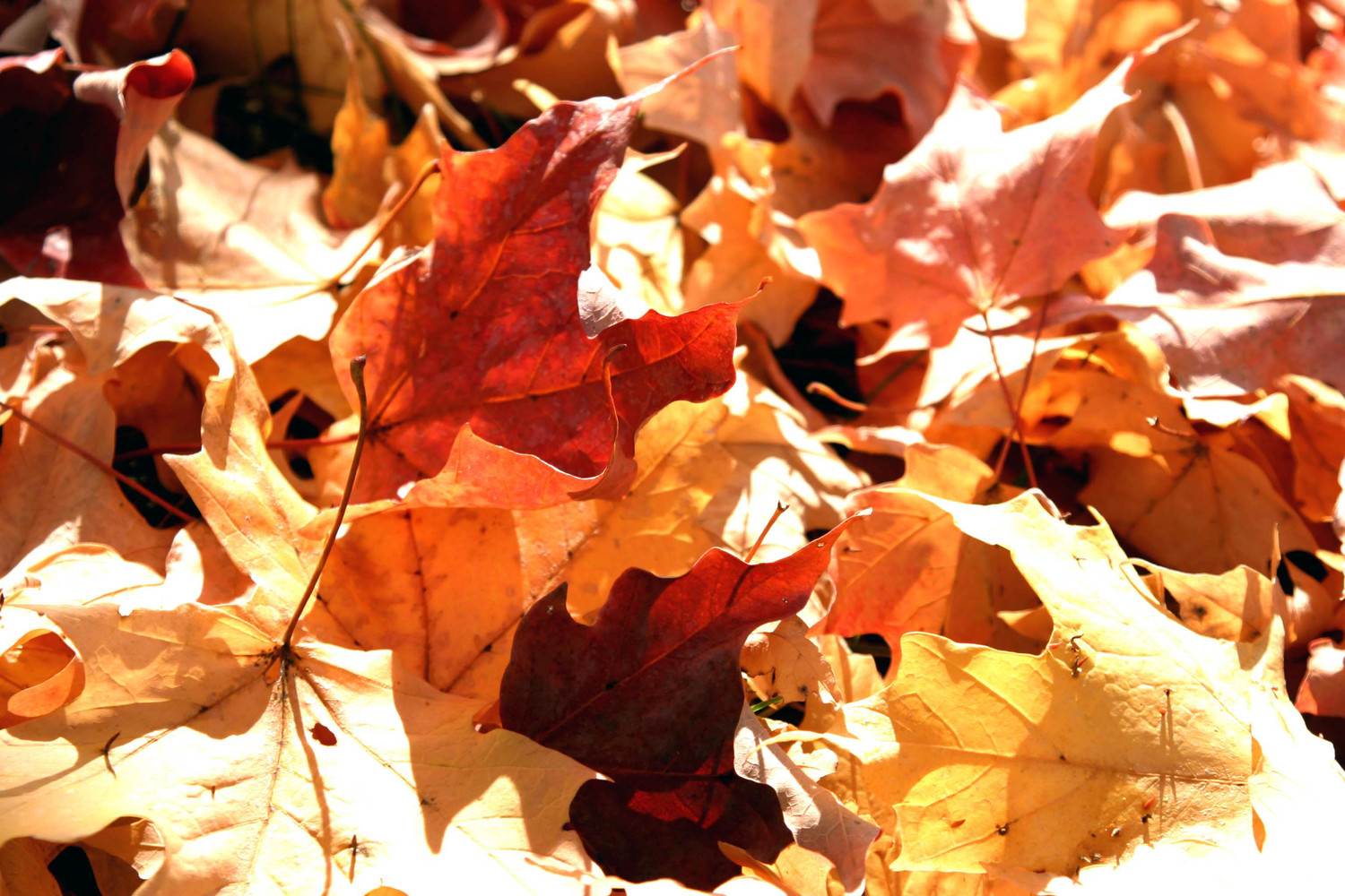 pile of leaves