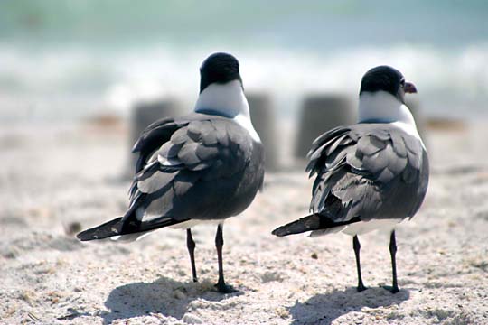 3_bi_seagull_321