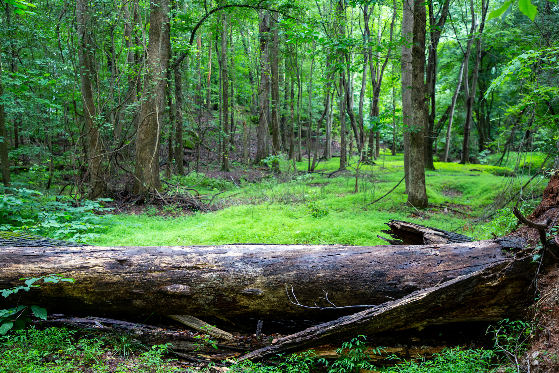 ga_ fallin tree in a grassy noll_