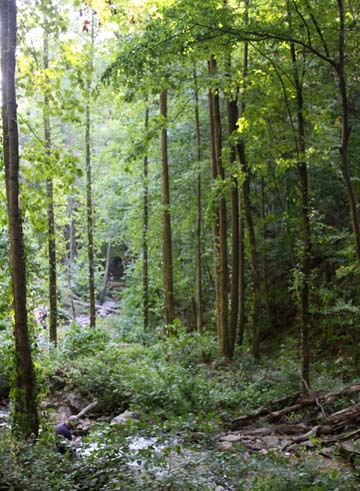 ga_creekbed_120