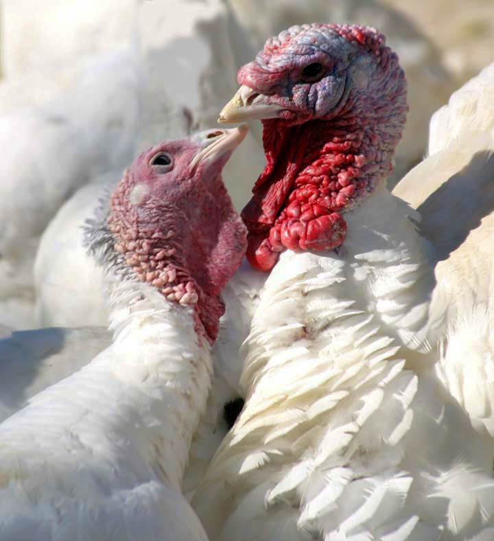 turkey love