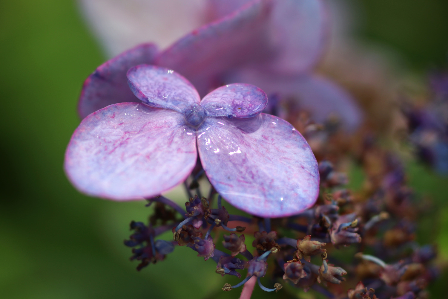 the single petal