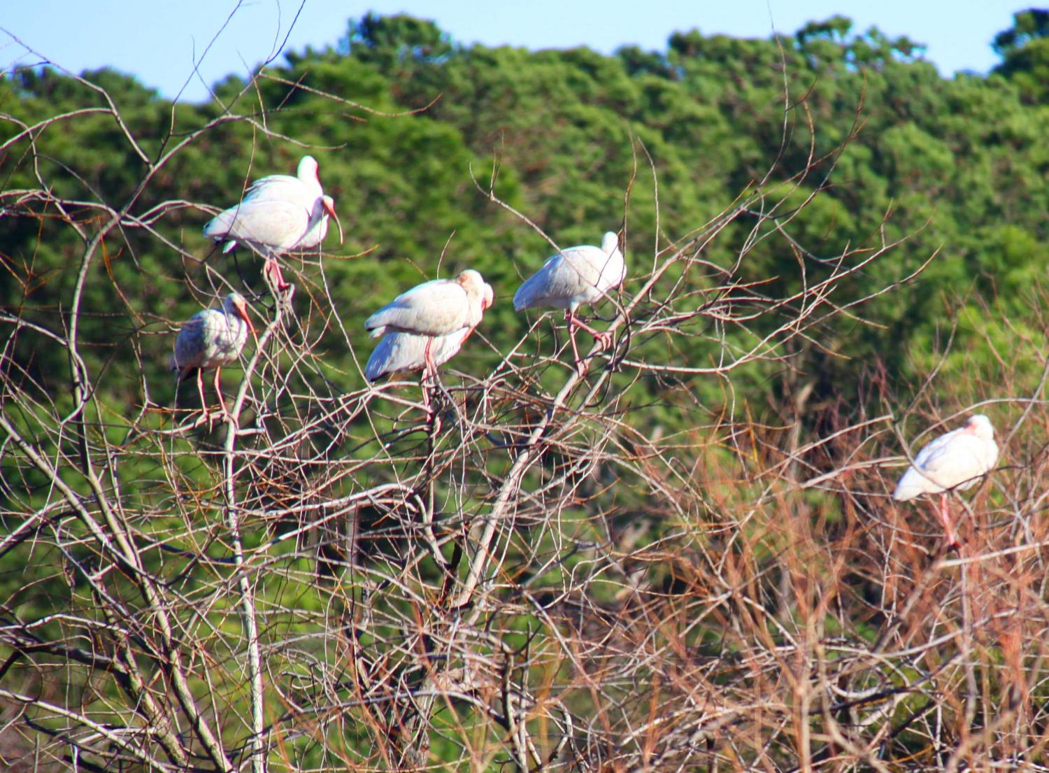 animals bird gallery