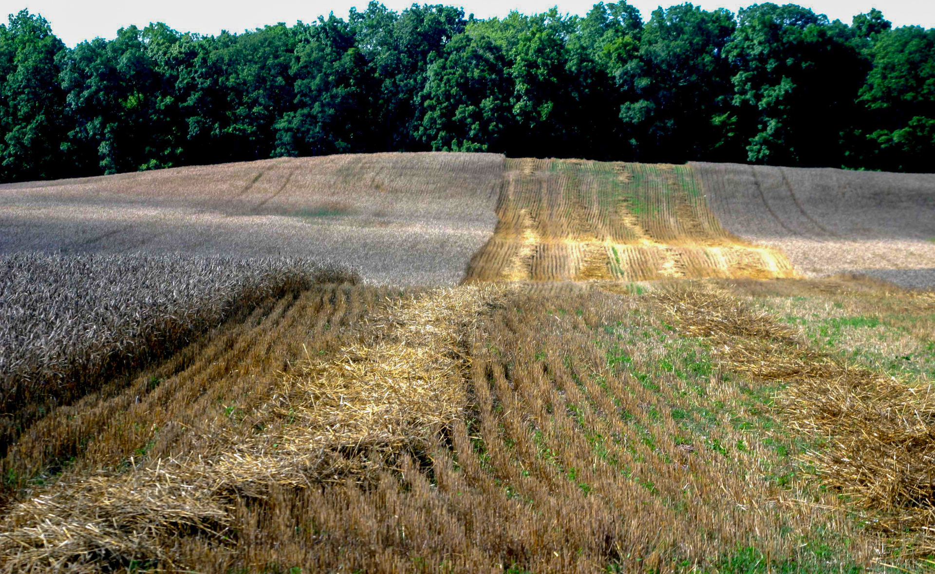 Wheatfield cut
