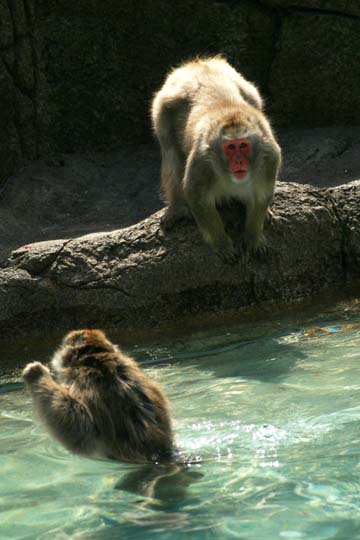 3_mo_He jumped in and swam away