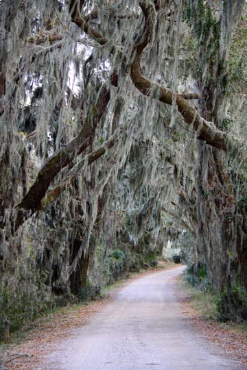 sc_spanish moss and live oaks_130