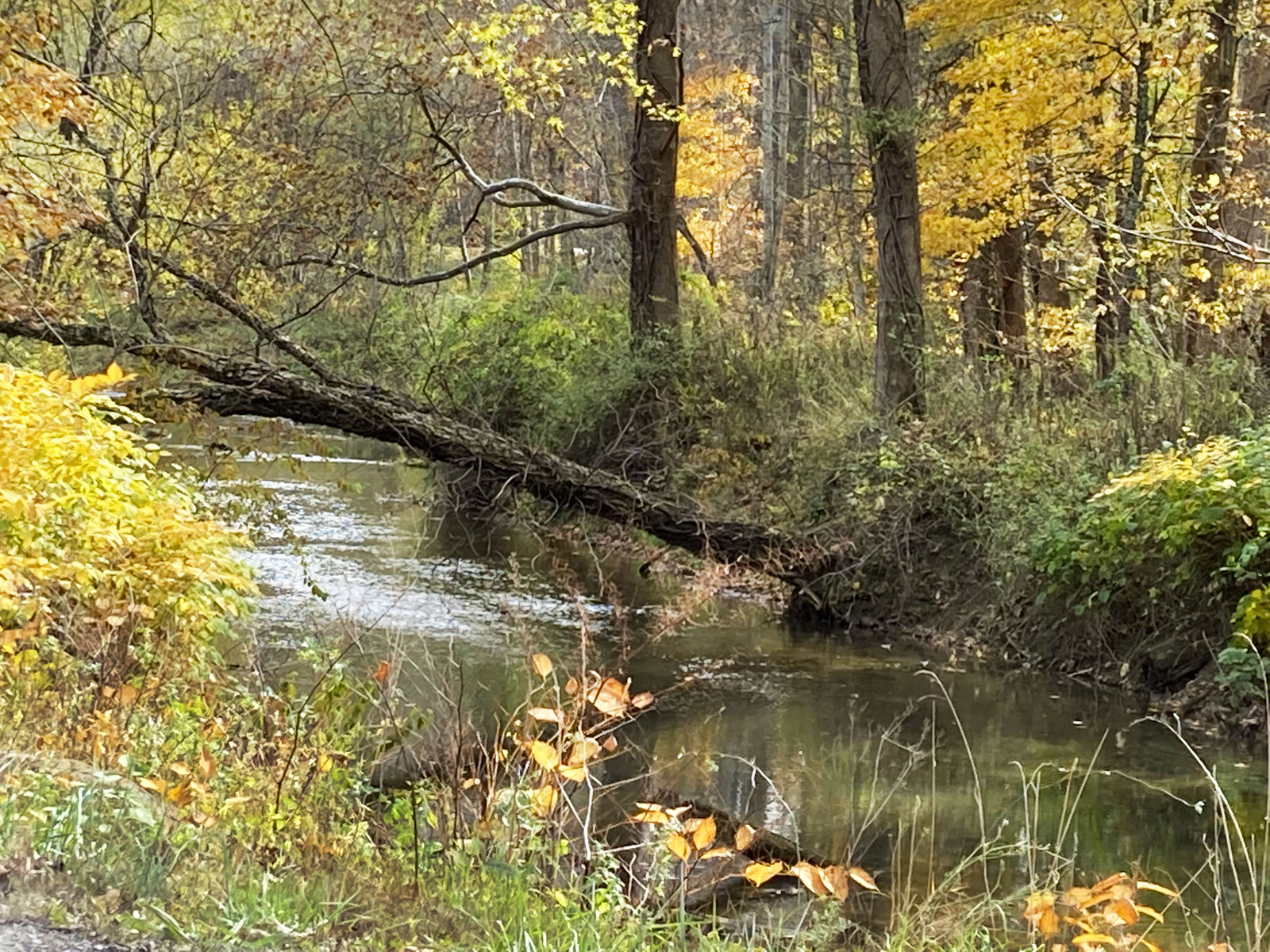 Hudson Mills creekbed