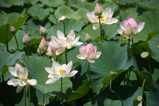 pin_stand of lotus_027