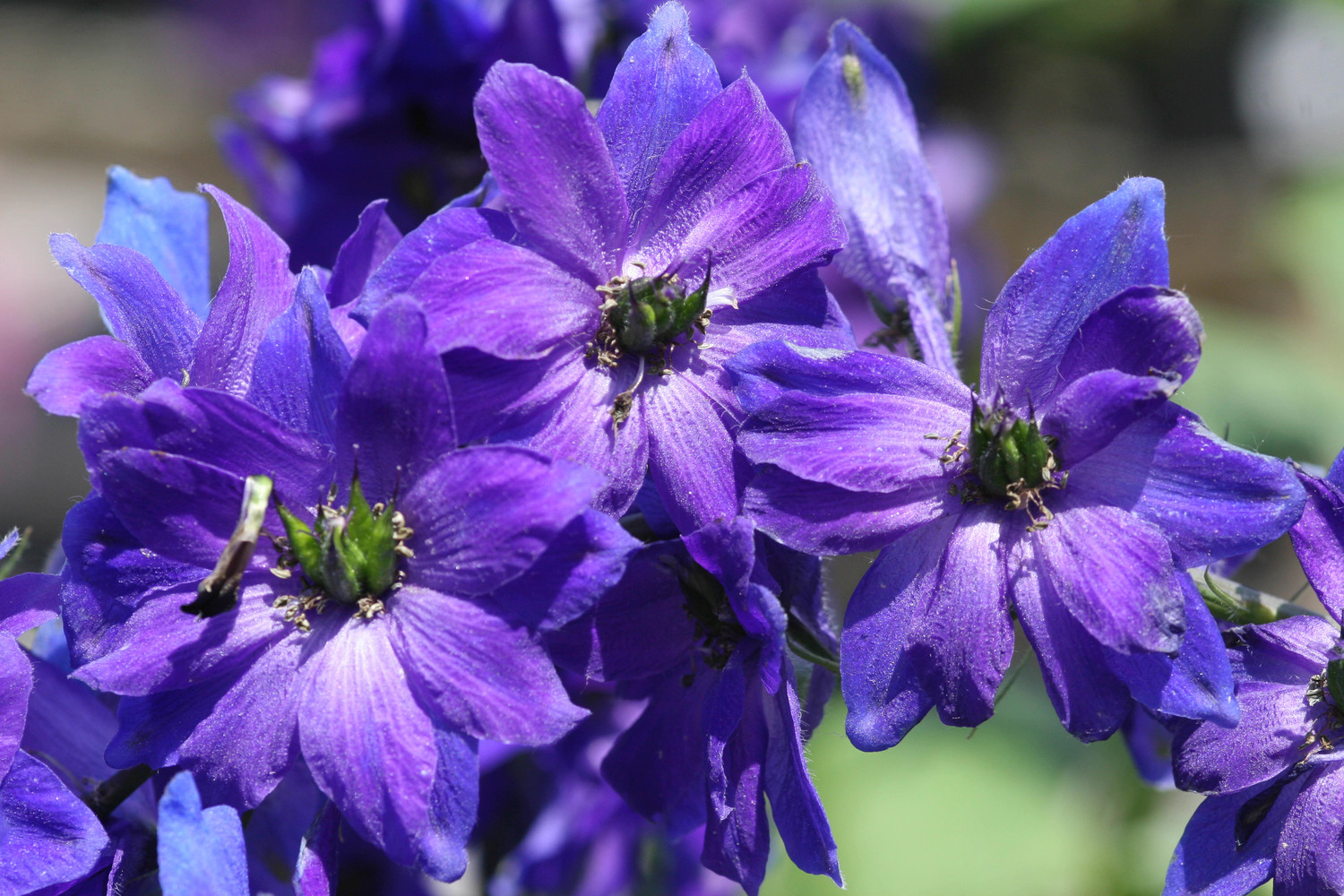 purple beauty