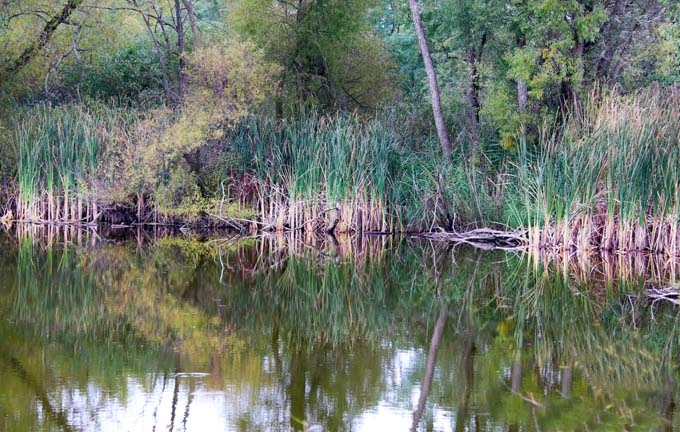 pond edge