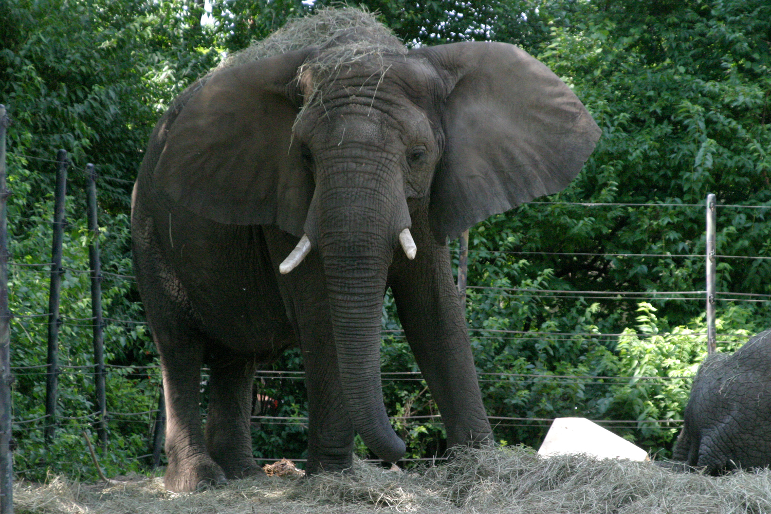bull elephant