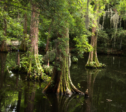 sc_3 trees_256