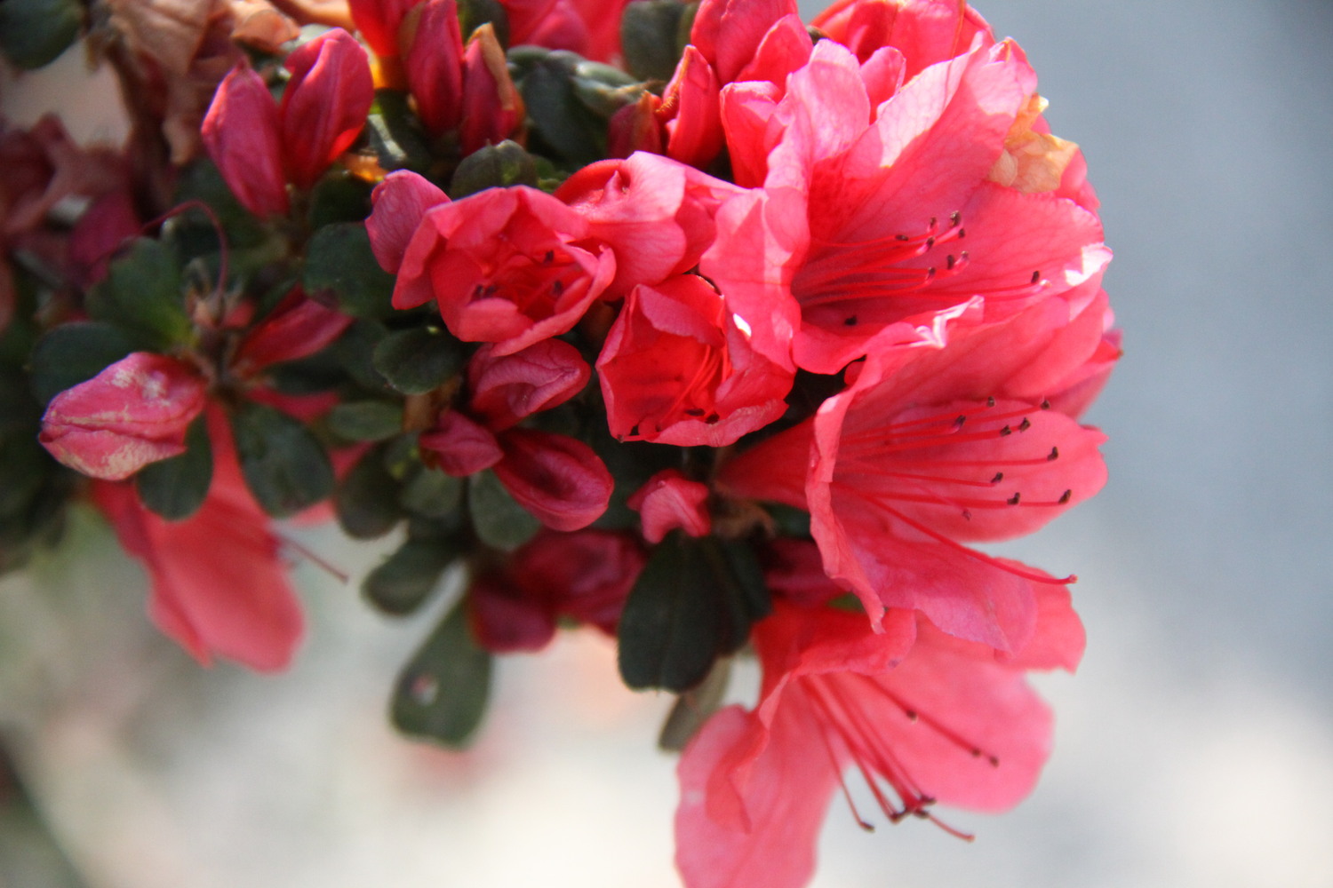 azalia up close