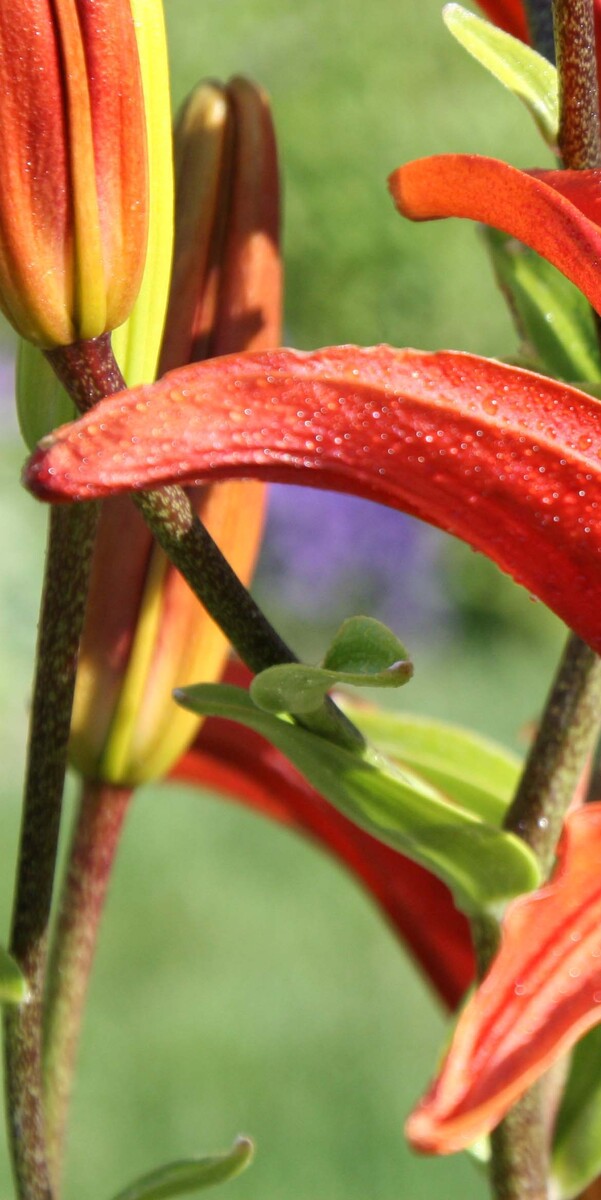lily A