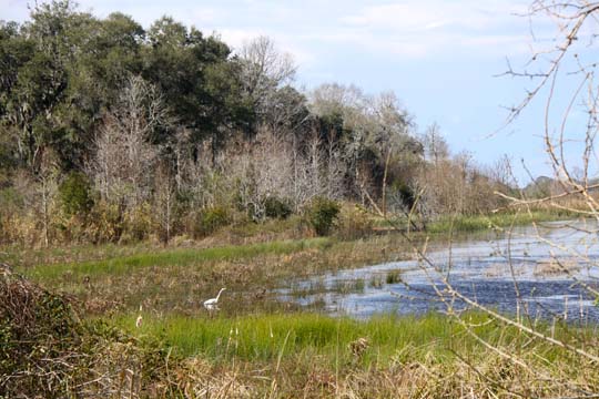 sc_egret on the marsh_085