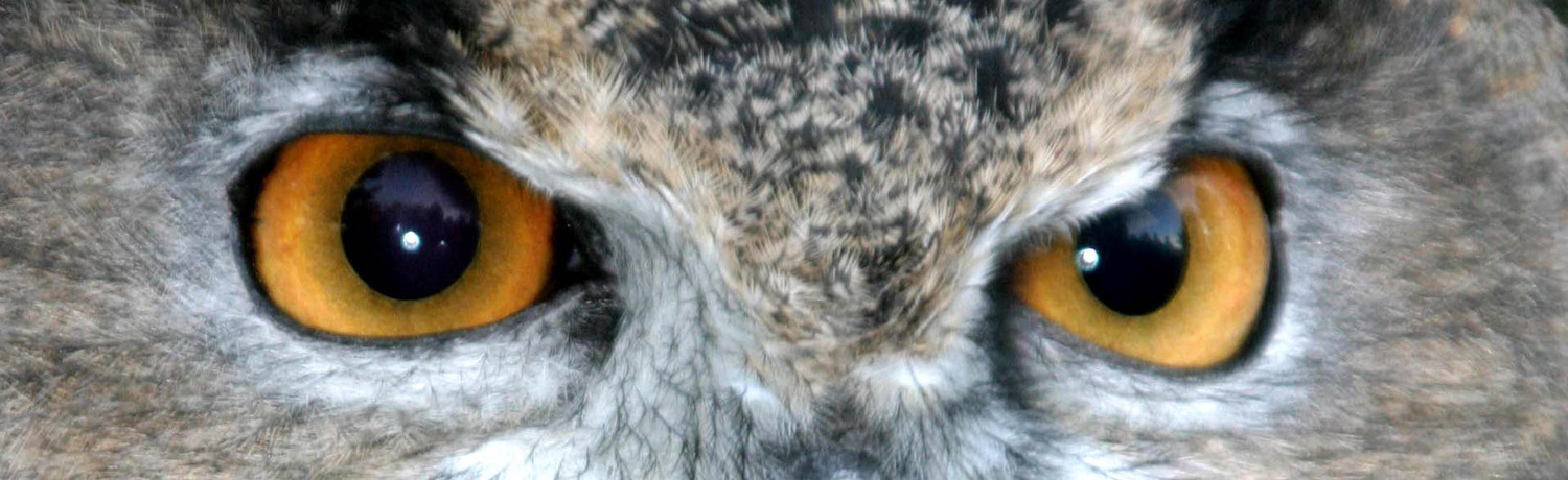 owl eyes