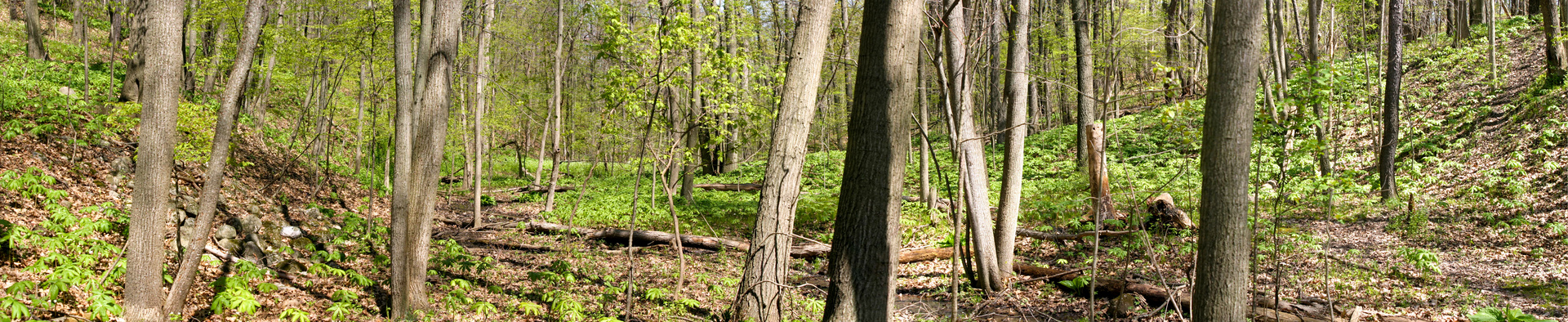 near the back of my yard