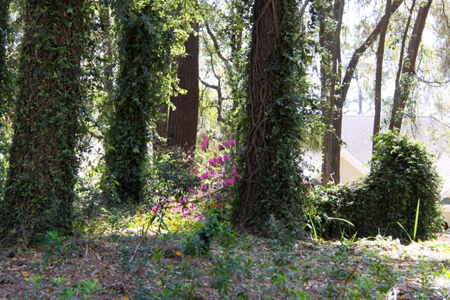 sc_vined trees_