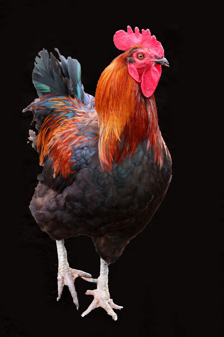rooster