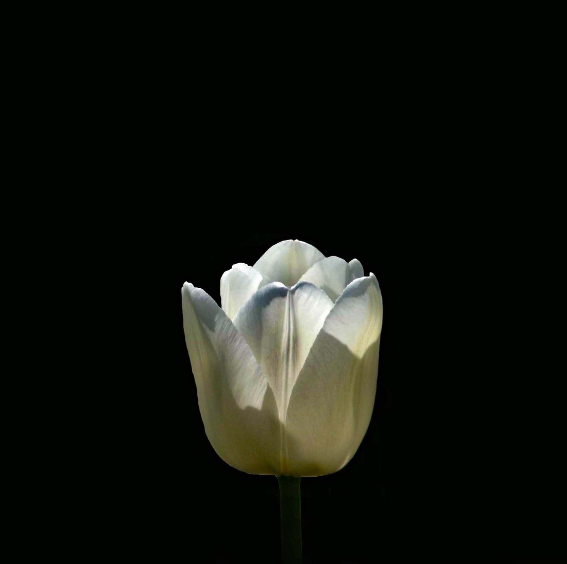 the shadow of a tulip