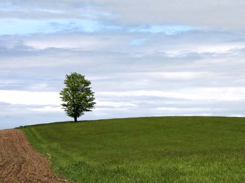 mi_8053 Lone tree in the farmfield
