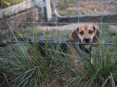 do_Beagle 046