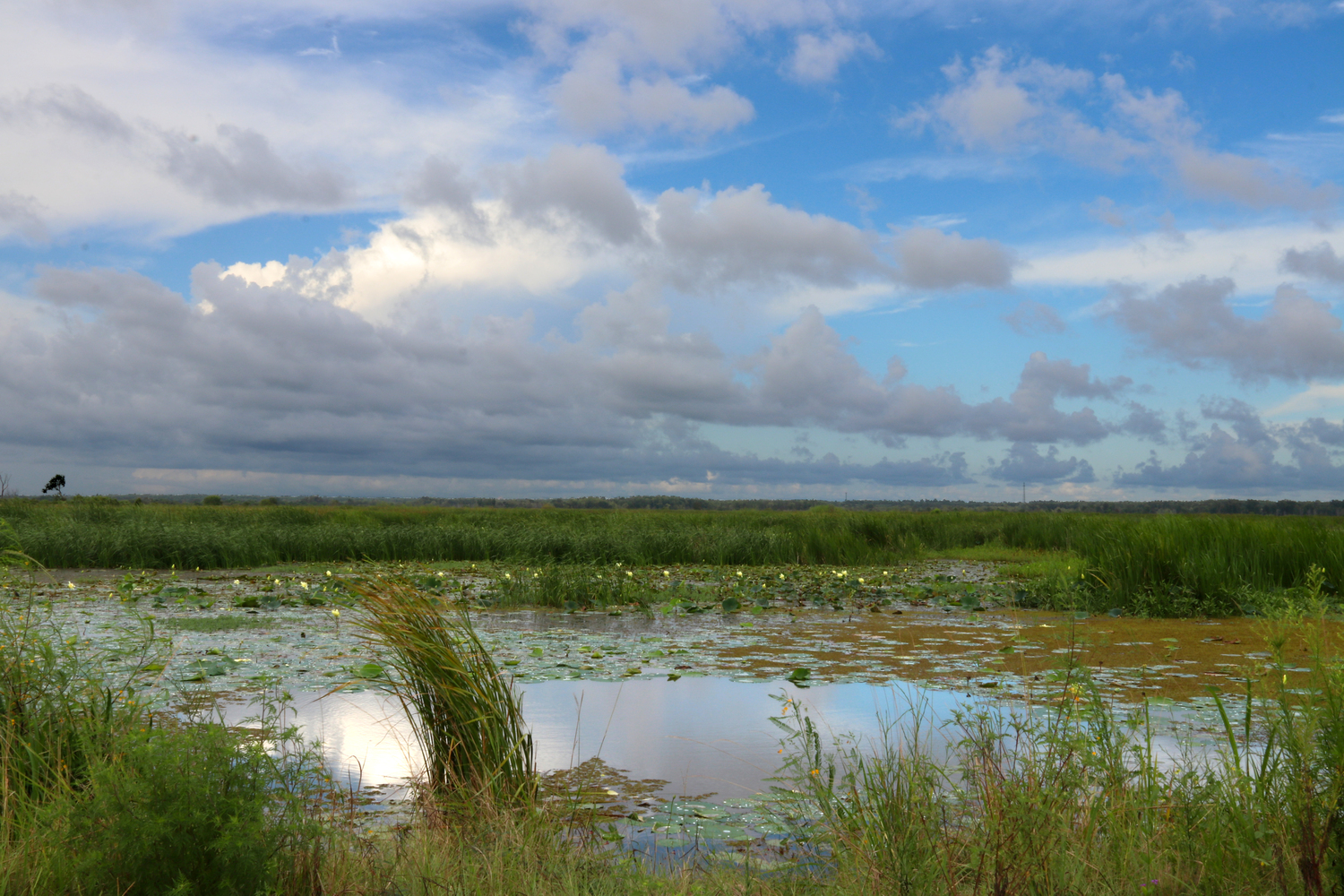 lilly streams