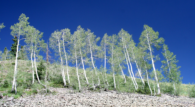 co_aspens